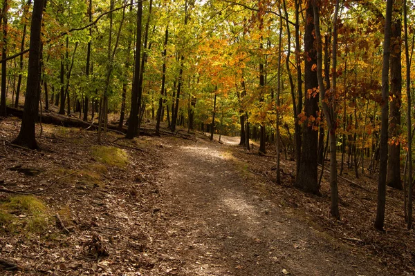 Pohled Pěšinu Spolu Podzimními Stromy Lese — Stock fotografie