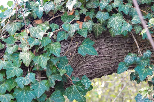 Primer Plano Hojas Hiedra Una Gruesa Rama Árbol — Foto de Stock