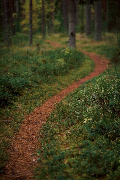 Eine Vertikale Nahaufnahme Eines Weges Mitten Wald — Stockfoto