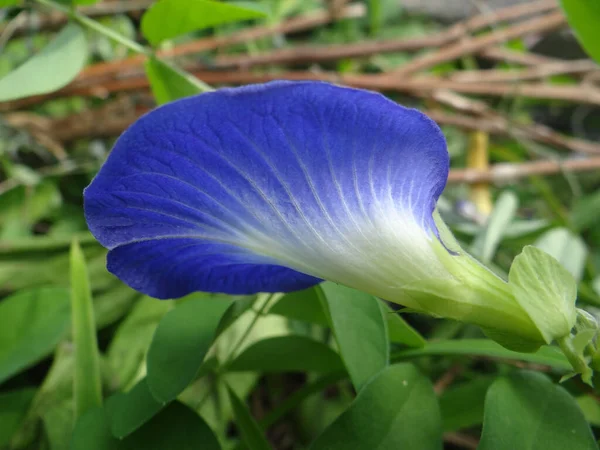 Klitoria Çiçeğinin Yakın Plan Çekimi — Stok fotoğraf