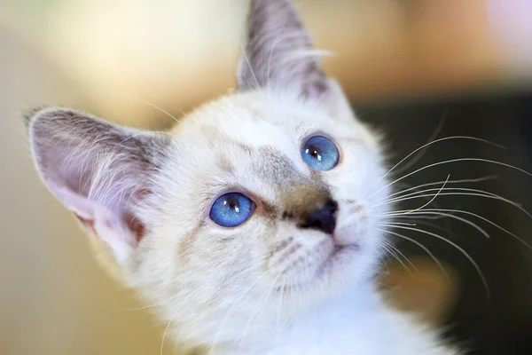 Selective Focus Shot Adorable Balinese Kitten Front Blurry Background — Stock Photo, Image