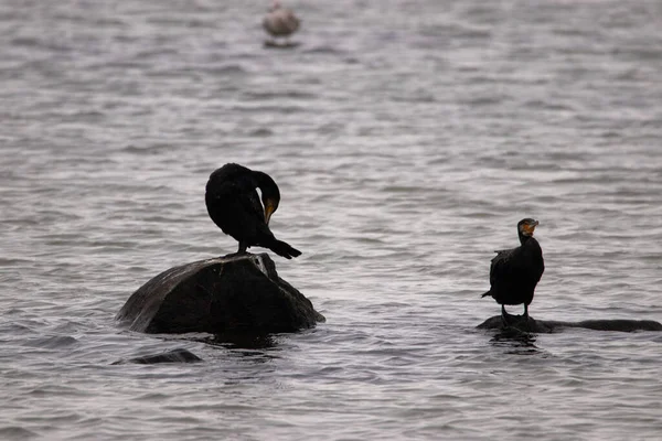 Primer Plano Dos Pájaros Cormoranes Sobre Rocas Lago — Foto de Stock