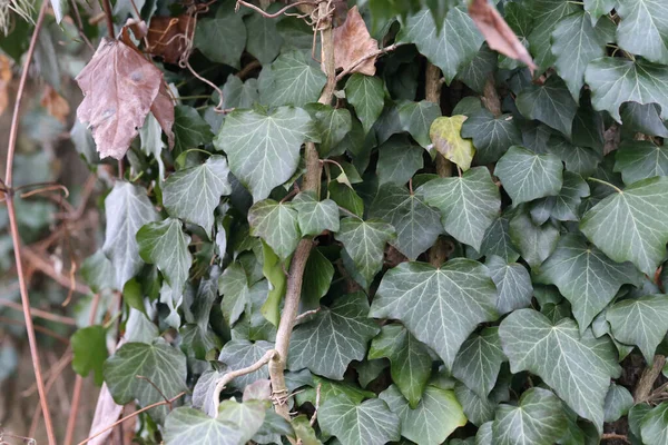 Une Belle Prise Vue Rapprochée Accumulation Feuilles Lierre — Photo