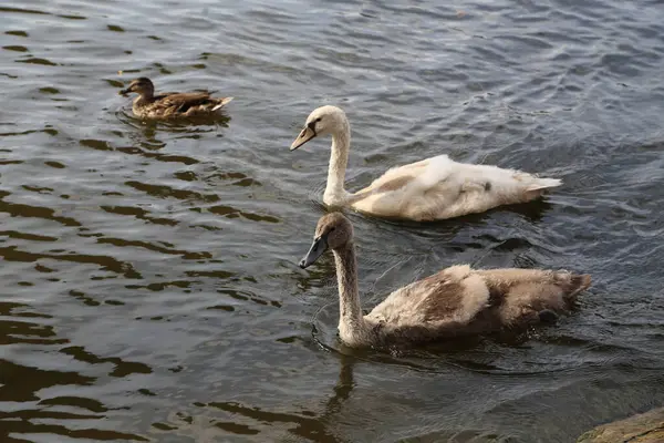Closeup Swans Swimming Pond — Stock Photo, Image