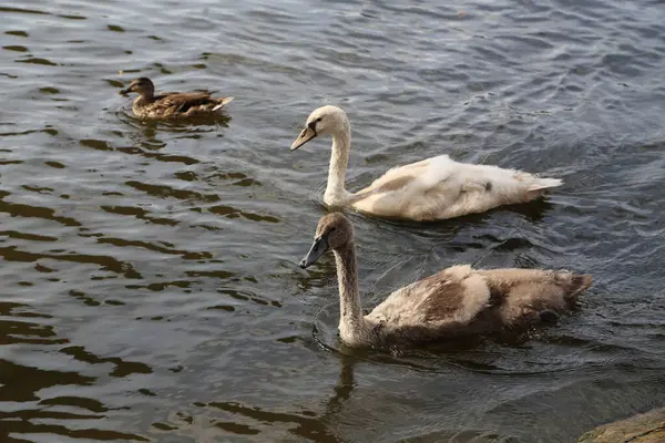 Eine Großaufnahme Von Schwänen Die Auf Einem Teich Schwimmen — Stockfoto