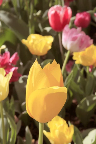 Une Photo Sélective Verticale Tulipes Fraîches Colorées Corbett Gardens Bowral — Photo