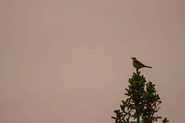 Une Colombe Bouillon Assise Sur Branche Arbre Sur Fond Flou — Photo