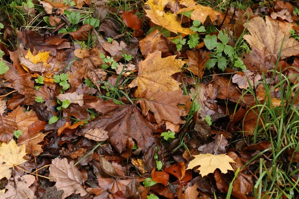 森の床には ぬれた紅葉のクローズアップがあります — ストック写真