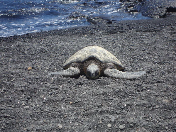 Kemp Ridley Havssköldpadda Stranden — Stockfoto