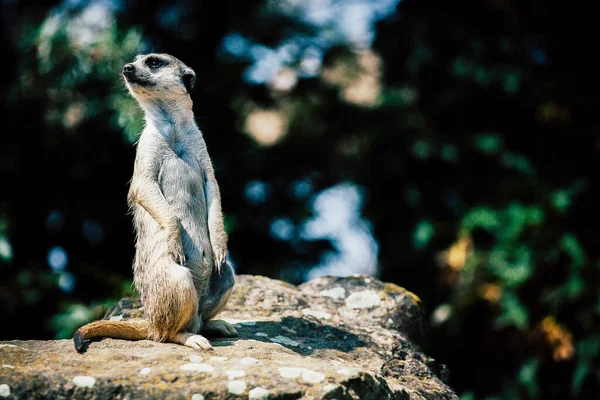 Adorable Suricate Assis Sur Rocher — Photo