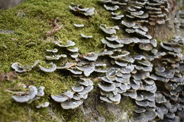 Närbild Auriculariales — Stockfoto