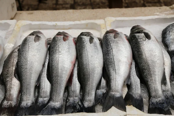 Een Close Van Melkvissen Een Vismarkt Kroatië — Stockfoto