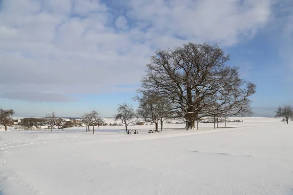 Uma Grande Árvore Nua Campo Coberto Neve Inverno — Fotografia de Stock