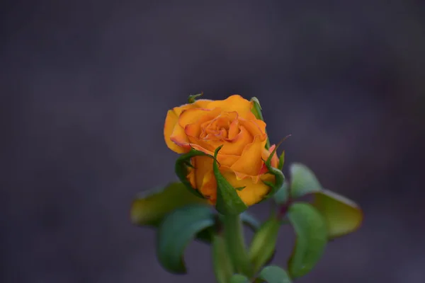 Μια Επιλεκτική Λήψη Κίτρινου Τριαντάφυλλου Στον Κήπο — Φωτογραφία Αρχείου