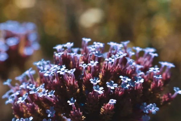 Verbena Bonariensis Menekşe Çiçeklerinin Seçici Odak Noktası — Stok fotoğraf