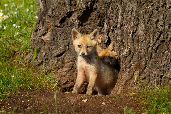 两只可爱的小红狐狸躲在一棵树下 — 图库照片