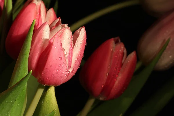 Eine Nahaufnahme Von Rosa Tulpenblüten Mit Wassertropfen — Stockfoto