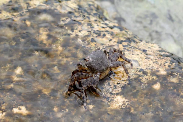 Nahaufnahme Einer Braunen Krabbe Auf Dem Felsen — Stockfoto