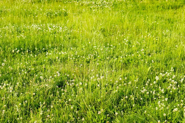 Tiro Close Campo Grama Verde Com Flores Silvestres Brancas — Fotografia de Stock