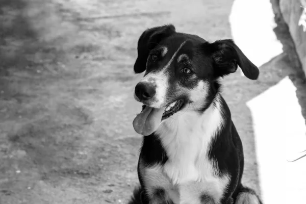 Grayscale Shot Adorable Dog Its Tongue Out — Stock Photo, Image