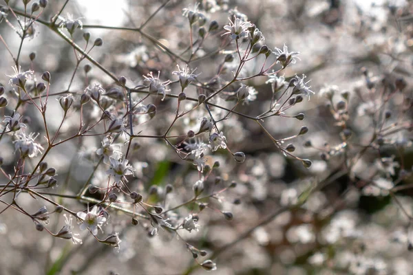 Primer Plano Flor Pradera Blanca Filipendula Ulmaria Mosto Mead Medicina — Foto de Stock