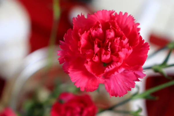 Szelektív Fókusz Egy Gyönyörű Vörös Virágról — Stock Fotó