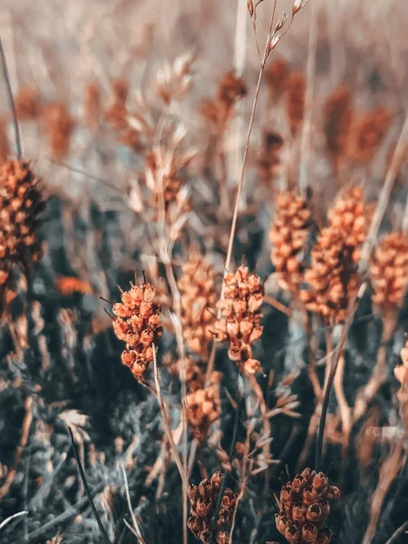 Vertical Shot Grain Sorghum Flowering Plant Blurry Background Royalty Free Stock Photos