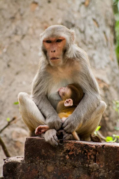 Vertical Shot Monkey Mom Holding Infant Her Hug Stock Picture