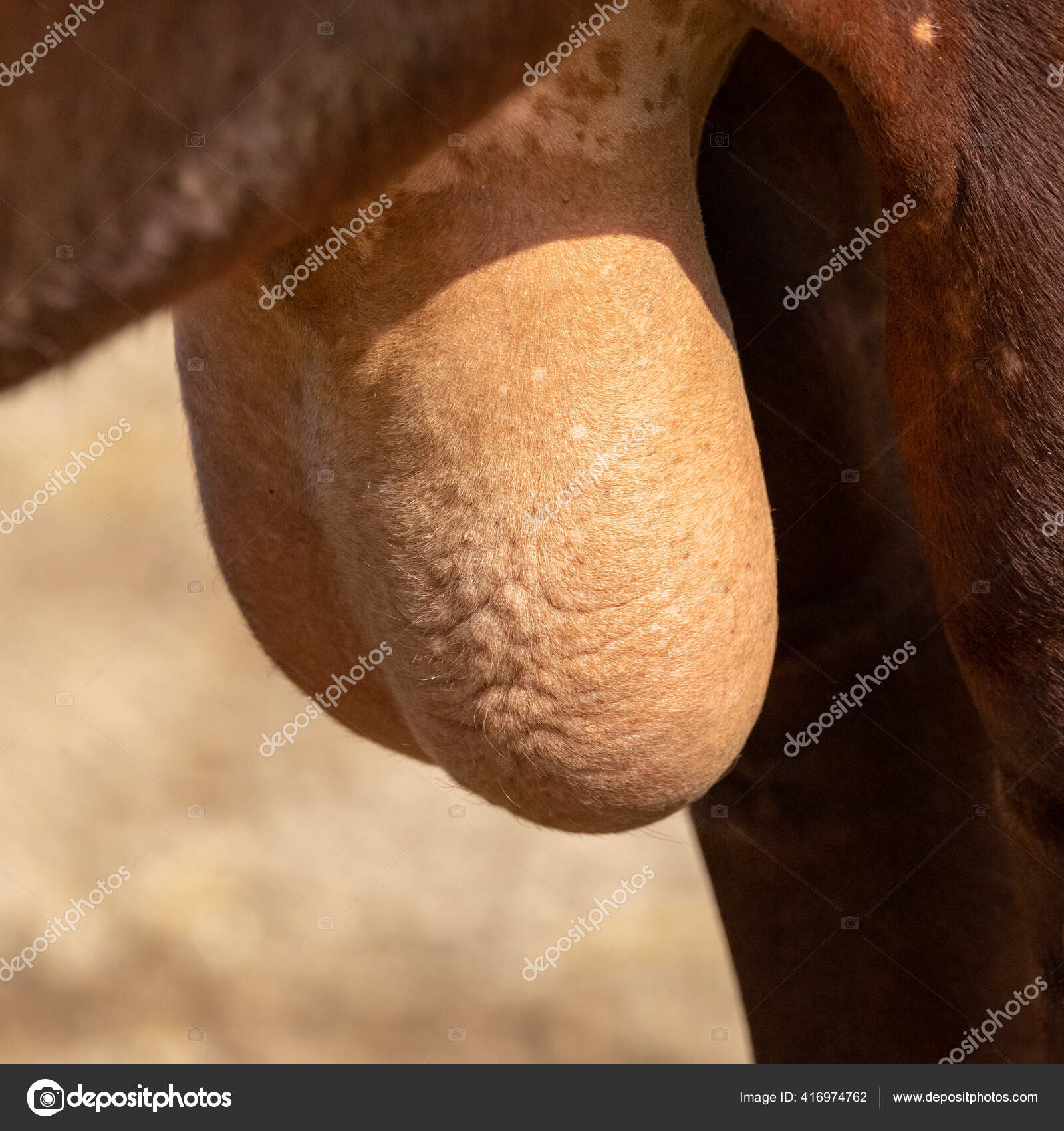 Watusi奶牛的巨大睾丸科学名称Bos Taurus ——图库图片© Wirestock 416974762