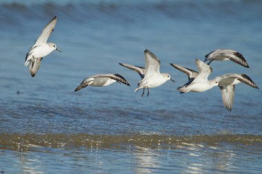 A closeup shot of a flock of Sanderling birds flying over a seawater clipart