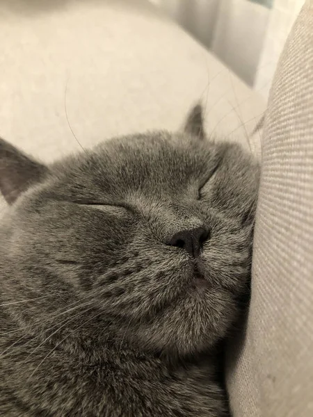 Vertical Shot Gray Fluffy Cat Sleeping — Stock Photo, Image