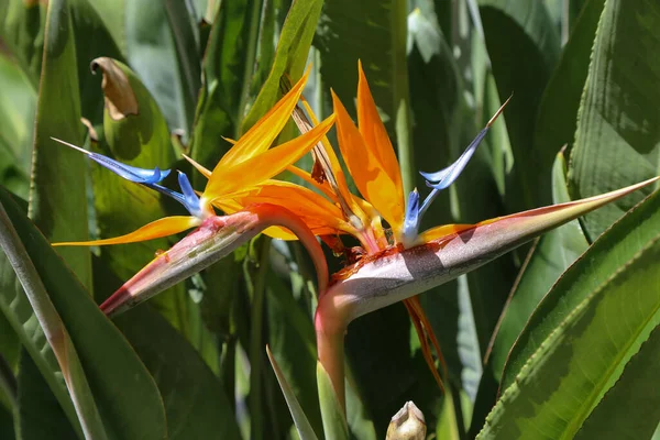 Zbliżenie Ujęcia Kwitnących Ptaków Rajskich Kwiatów — Zdjęcie stockowe