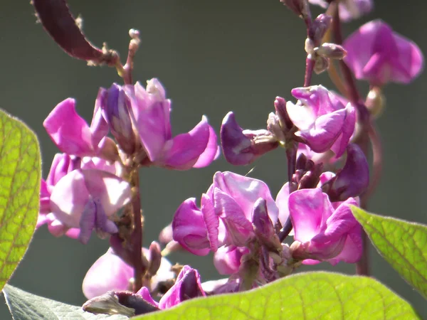 Een Close Shot Van Mooie Dolichos Bloemen — Stockfoto