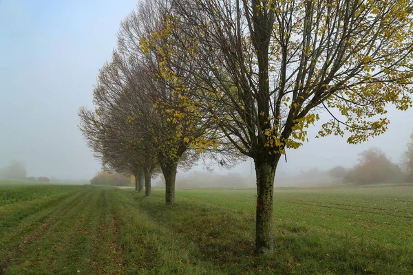 Ein Langes Feld Umgeben Von Bäumen Morgennebel — Stockfoto