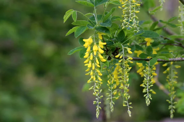 Zbliżenie Strzał Żółtego Drzewa Akacji Kwiaty — Zdjęcie stockowe