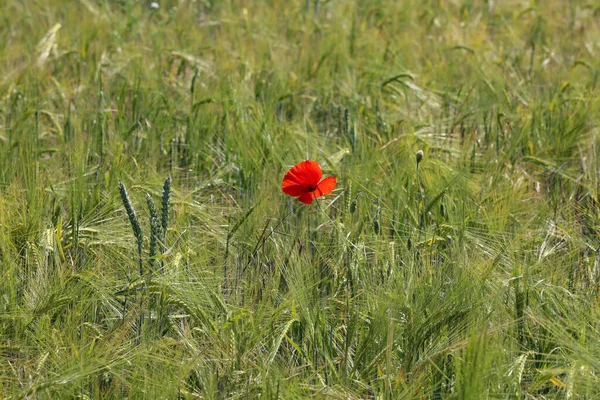 Gros Plan Coquelicot Rouge Sous Lumière Soleil — Photo