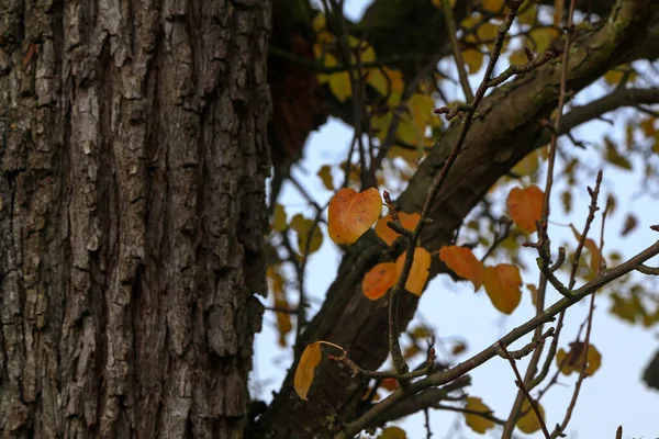 Las Últimas Hojas Amarillas Árbol Durante Otoño —  Fotos de Stock