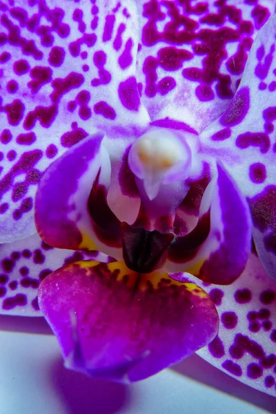 Tiro Macro Uma Flor Violeta Orquídea — Fotografia de Stock