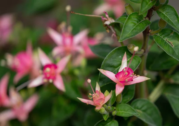 Eine Nahaufnahme Von Schönen Rosa Blumen Mit Verschwommenem Hintergrund — Stockfoto