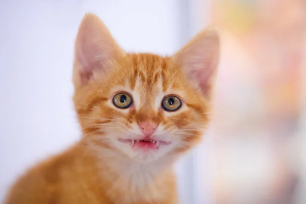 Closeup Adorable Tabby Kitten Front White Background — Stock Photo, Image