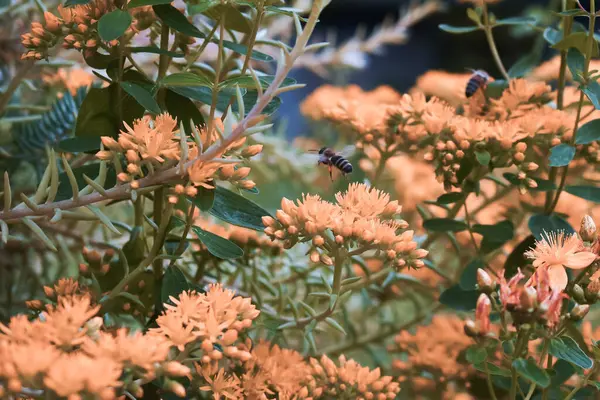Селективный Снимок Пчелы Собирающей Пыльцу — стоковое фото