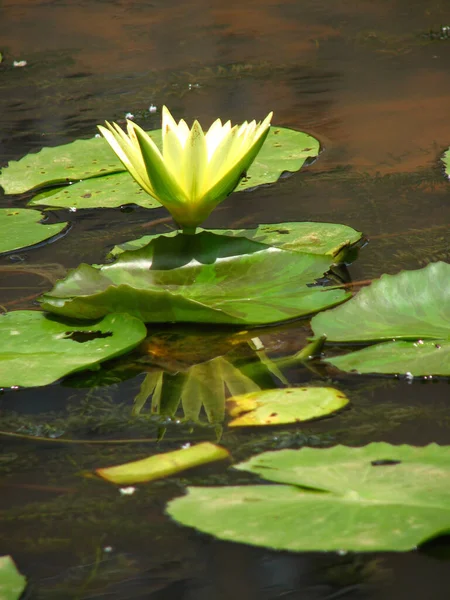 Gros Plan Nénuphars Jaunes Dans Étang Marliacea Chromatella — Photo