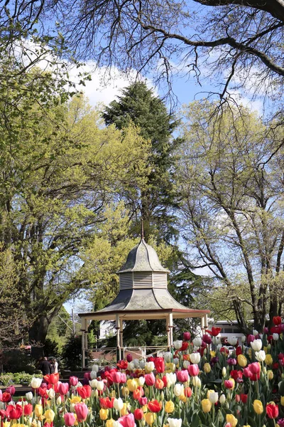 澳大利亚新南威尔士州鲍拉尔南部高地科贝特花园的一个垂直选择性采摘新鲜天然郁金香 — 图库照片