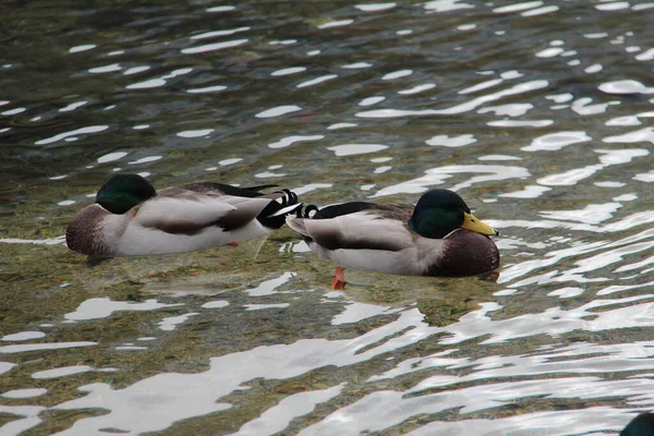 Zwei Süße Enten Schwimmen See — Stockfoto