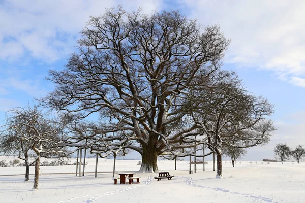Gran Árbol Desnudo Campo Cubierto Nieve Invierno — Foto de Stock
