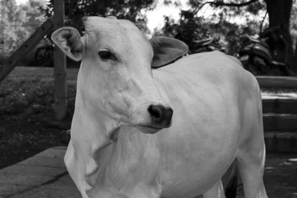 Closeup Cow Sunlight — Stock Photo, Image