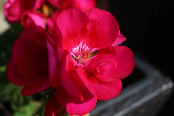 Tiro Macro Close Uma Flor Gerânio Rosa — Fotografia de Stock