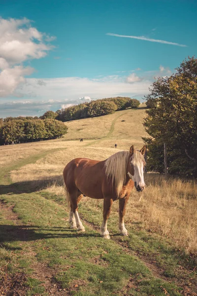 Uma Vista Fascinante Cavalo Selvagem Prado — Fotografia de Stock