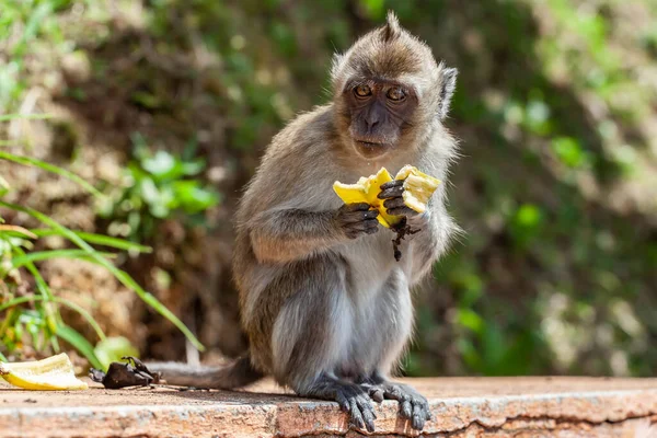 Lindo Macaco Cola Larga Comiendo Frutas Mauricio —  Fotos de Stock