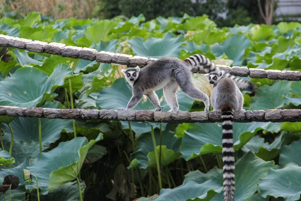 Ueno Hayvanat Bahçesi Tokyo Japonya Bir Çift Sevimli Lemurlar — Stok fotoğraf